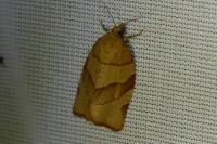 Pandemis cerasana