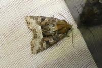 Oligia strigilis