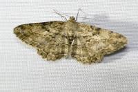 Peribatodes rhomboidaria