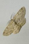 Hypomecis punctinalis