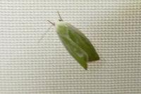Earias clorana