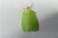 Tortrix viridana