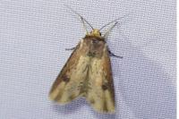 Axylia putris