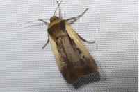 Ochropleura plecta