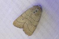 Charanyca trigrammica