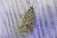 Eudonia pallida