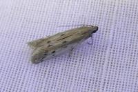 Donacaula forficella