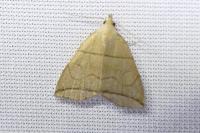 Herminia grisealis