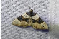 Cosmorhoe ocellata