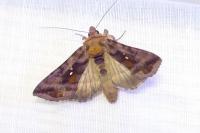 Autographa jota