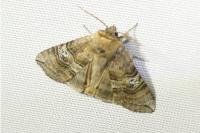 Tethea ocularis
