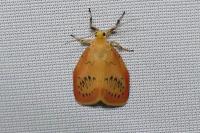 Miltochrista miniata
