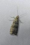 Dioryctria