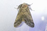 Gluphisia crenata