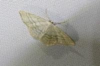 Idaea subsericeata