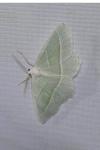 Campaea margaritaria