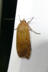 Noctua pronuba