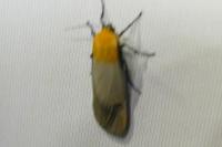 Lithosia quadra