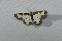 Lomaspilis marginata