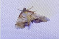 Plagodis dolabraria