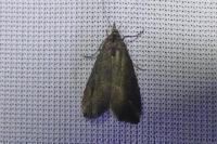 Schrankia costaestrigalis