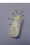 Spilosoma lubricipeda