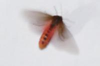 Phragmatobia fuliginosa
