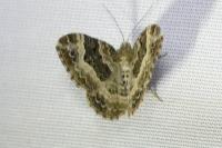 Epirrhoe alternata