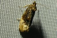 Hedya ochroleucana