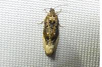 Hedya ochroleucana