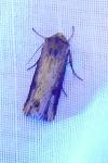 Axylia putris