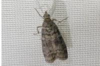 Dioryctria