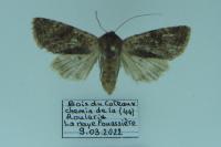 Orthosia incerta