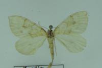 Gandaritis pyraliata