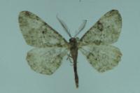 Peribatodes rhomboidaria