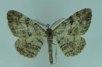 Peribatodes rhomboidaria