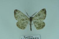 Peribatodes rhomboidaria