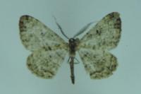 Peribatodes rhomboidaria