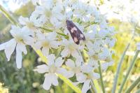Pammene aurana