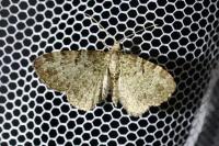 Pasiphila chloerata
