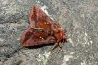 Autographa jota