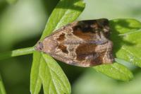 Archips crataegana