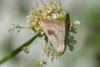 Rivula sericealis