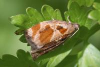 Archips crataegana