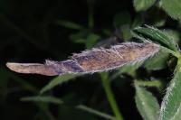 Coleophora calycotomella