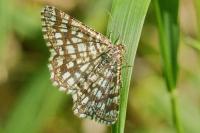Chiasmia clathrata