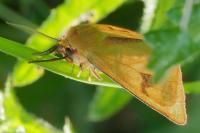Diacrisia sannio