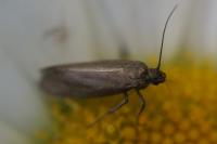 Glyphipterix fuscoviridella