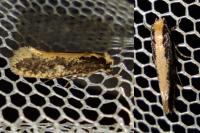 Monopis crocicapitella