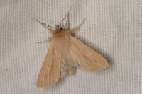 Mythimna pallens